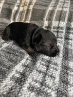 AKC Mr Green, a male German Shepherd Dog for sale in Berkeley, IL – Photo 5 of 10