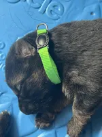 AKC Mr Green, a male German Shepherd Dog for sale in Berkeley, IL – Photo 5 of 5