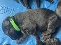 AKC Mr Green, a male German Shepherd Dog for sale in Berkeley, IL – Photo 4 of 5