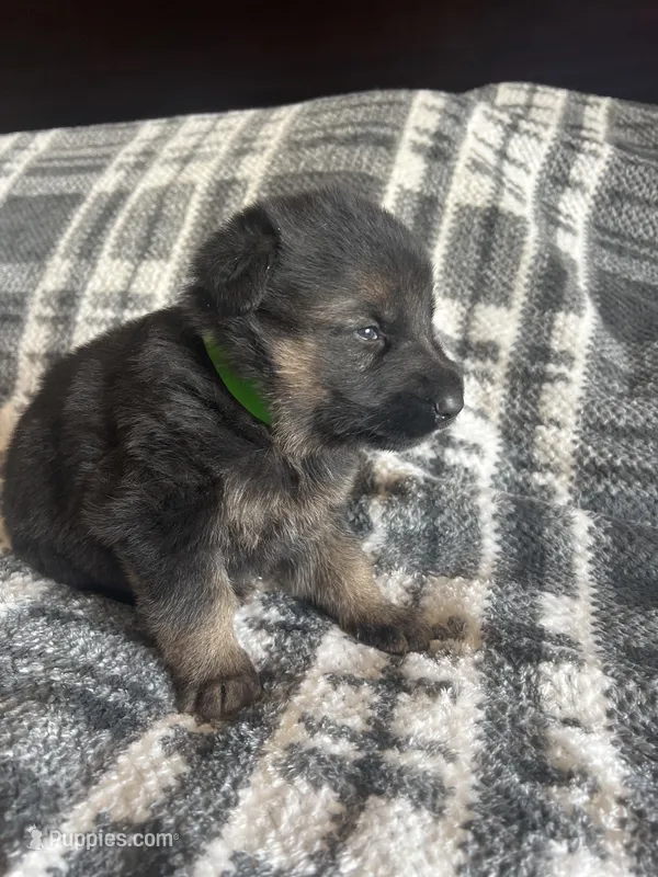AKC Mr Green – German Shepherd Dog puppy for sale in Berkeley, IL