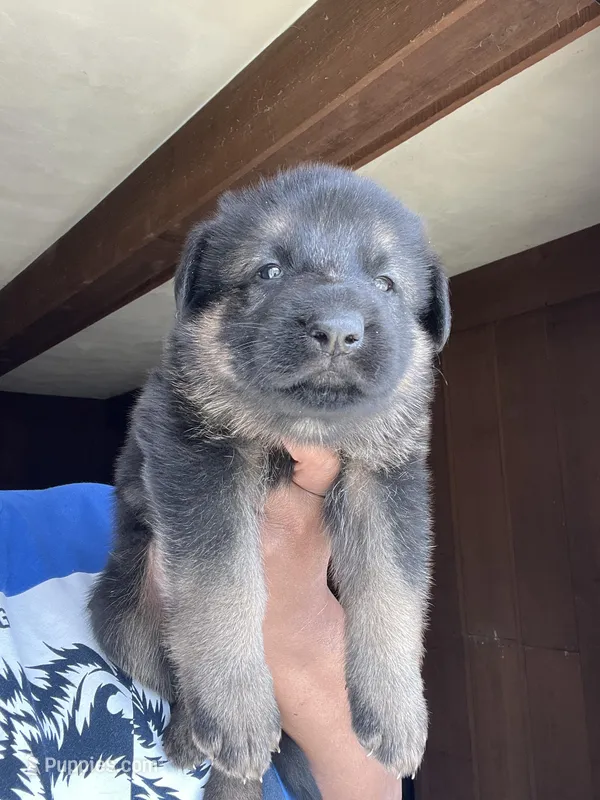 AKC Mr Green – German Shepherd Dog puppy for sale in Berkeley, IL