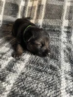 AKC Mr Green, a male German Shepherd Dog for sale in Berkeley, IL – Photo 4 of 10