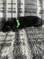 Mr Green, a male German Shepherd Dog for sale in Berkeley, IL – Photo 4 of 5