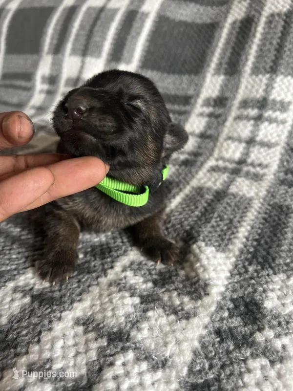 Mr Green – German Shepherd Dog puppy for sale in Berkeley, IL