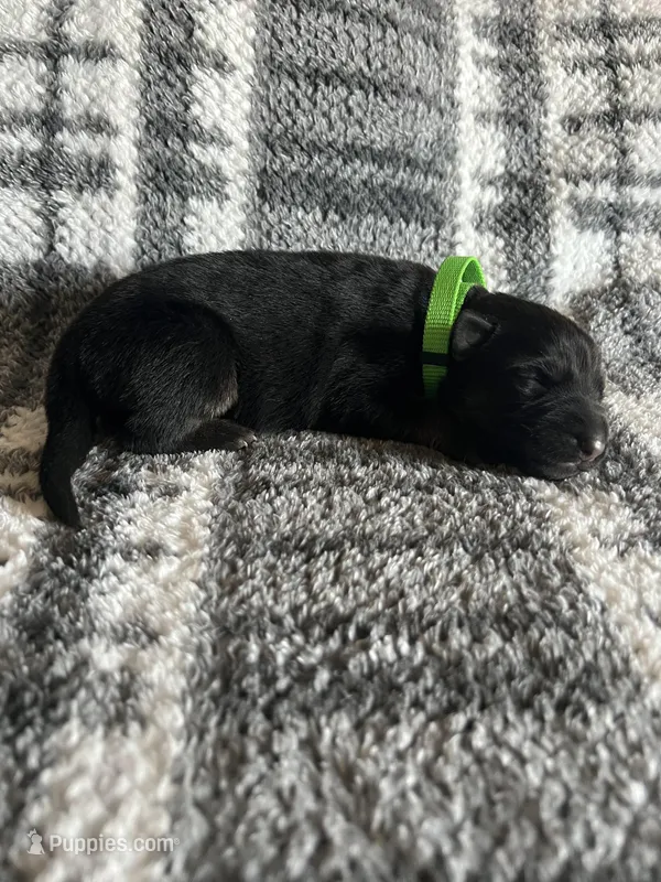 Mr Green – German Shepherd Dog puppy for sale in Berkeley, IL