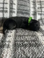 Mr Green, a male German Shepherd Dog for sale in Berkeley, IL – Photo 1 of 5