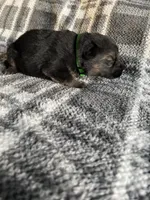 AKC Mr Green, a male German Shepherd Dog for sale in Berkeley, IL – Photo 7 of 10