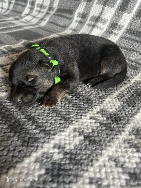 AKC Mr Green – German Shepherd Dog puppy for sale in Berkeley, IL