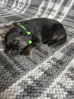 AKC Mr Green, a male German Shepherd Dog for sale in Berkeley, IL – Photo 1 of 5