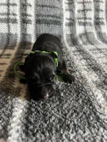 Mr Green, a male German Shepherd Dog for sale in Berkeley, IL – Photo 3 of 5