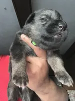 AKC Mr Green, a male German Shepherd Dog for sale in Berkeley, IL – Photo 9 of 10