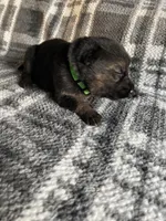 AKC Mr Green, a male German Shepherd Dog for sale in Berkeley, IL – Photo 6 of 10