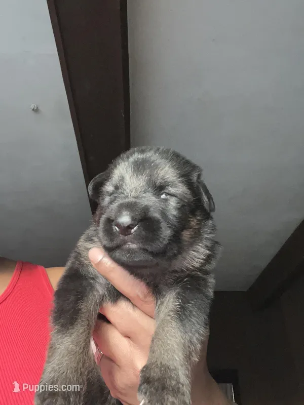 AKC Mr Green – German Shepherd Dog puppy for sale in Berkeley, IL