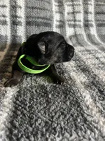 Mr Green, a male German Shepherd Dog for sale in Berkeley, IL – Photo 2 of 5