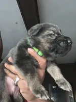 AKC Mr Green, a male German Shepherd Dog for sale in Berkeley, IL – Photo 3 of 10