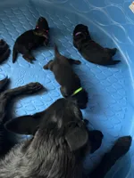 AKC Mr Green, a male German Shepherd Dog for sale in Berkeley, IL – Photo 10 of 10