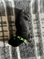 Mr Green, a male German Shepherd Dog for sale in Berkeley, IL – Photo 5 of 5