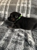 AKC Mr Green, a male German Shepherd Dog for sale in Berkeley, IL – Photo 2 of 10