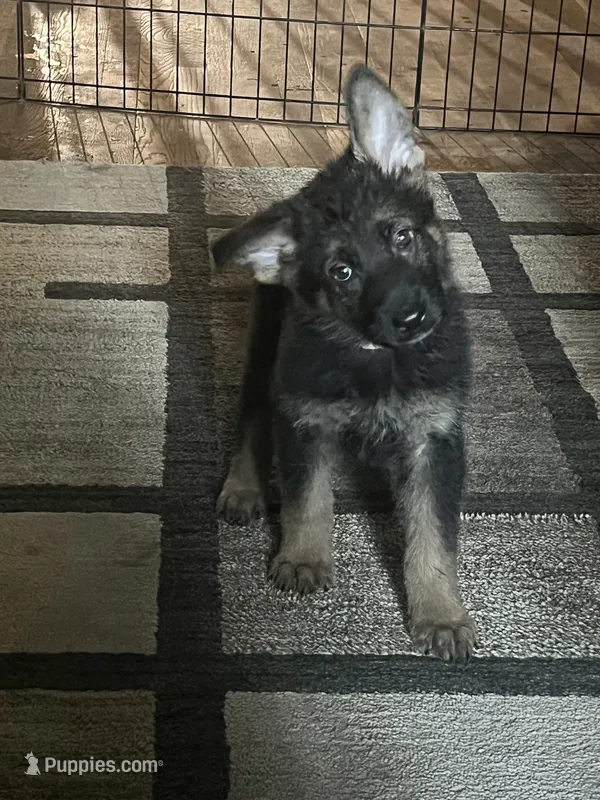 AKC Ms Pinky  – German Shepherd Dog puppy for sale in Berkeley, IL