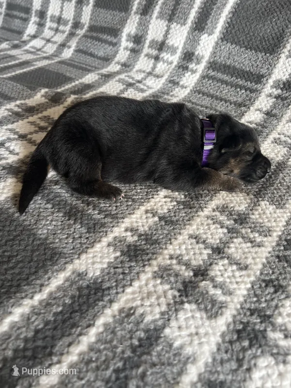 AKC Ms Purp – German Shepherd Dog puppy for sale in Berkeley, IL
