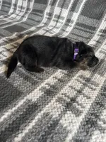 AKC Ms Purp, a female German Shepherd Dog for sale in Berkeley, IL – Photo 1 of 5