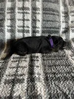 Ms Purp, a female German Shepherd Dog for sale in Berkeley, IL – Photo 5 of 5