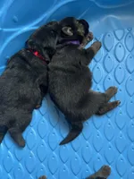 AKC Ms Purp, a female German Shepherd Dog for sale in Berkeley, IL – Photo 2 of 10