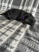 AKC Ms Purp, a female German Shepherd Dog for sale in Berkeley, IL – Photo 5 of 5