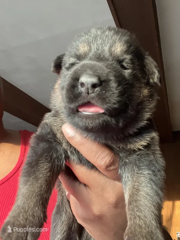 AKC Ms Purp – German Shepherd Dog puppy for sale in Berkeley, IL