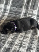 AKC Ms Purp, a female German Shepherd Dog for sale in Berkeley, IL – Photo 2 of 5