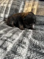 AKC Ms Purp, a female German Shepherd Dog for sale in Berkeley, IL – Photo 6 of 10