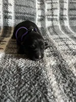 Ms Purp, a female German Shepherd Dog for sale in Berkeley, IL – Photo 2 of 5