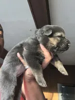 AKC Ms Purp, a female German Shepherd Dog for sale in Berkeley, IL – Photo 4 of 10