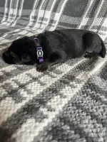 AKC Ms Purp, a female German Shepherd Dog for sale in Berkeley, IL – Photo 4 of 5