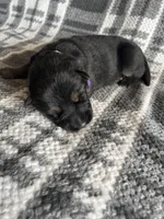 AKC Ms Purp, a female German Shepherd Dog for sale in Berkeley, IL – Photo 3 of 5