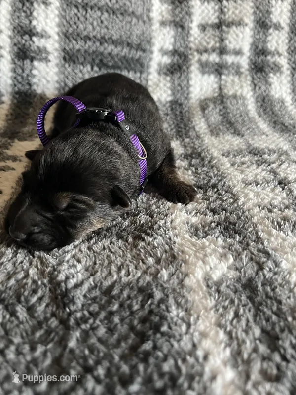 Ms Purp – German Shepherd Dog puppy for sale in Berkeley, IL