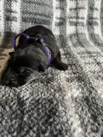 Ms Purp, a female German Shepherd Dog for sale in Berkeley, IL – Photo 1 of 5