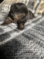 AKC Ms Purp, a female German Shepherd Dog for sale in Berkeley, IL – Photo 8 of 10