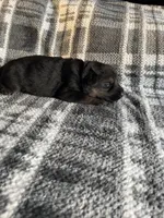 AKC Ms Purp, a female German Shepherd Dog for sale in Berkeley, IL – Photo 10 of 10