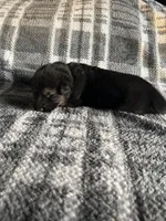 AKC Ms Purp, a female German Shepherd Dog for sale in Berkeley, IL – Photo 9 of 10