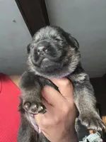 AKC Ms Purp, a female German Shepherd Dog for sale in Berkeley, IL – Photo 3 of 10