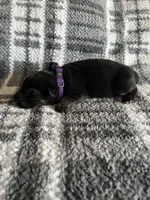 Ms Purp, a female German Shepherd Dog for sale in Berkeley, IL – Photo 4 of 5