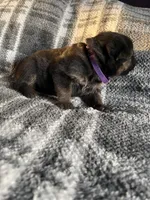 AKC Ms Purp, a female German Shepherd Dog for sale in Berkeley, IL – Photo 7 of 10