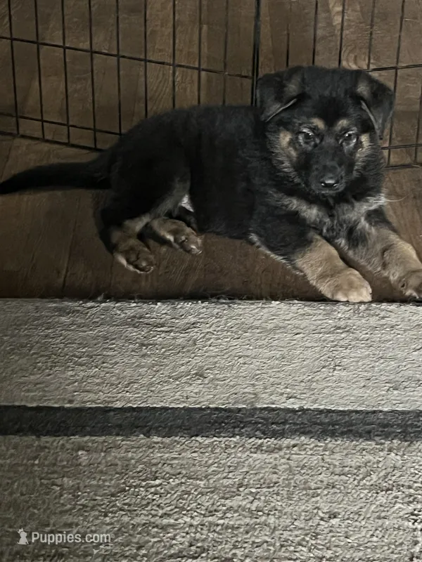 AKC Mr Green – German Shepherd Dog puppy for sale in Berkeley, IL