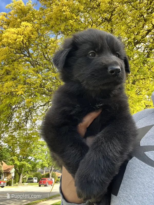 AKC Blue  – German Shepherd Dog puppy for sale in Berkeley, IL