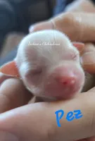 Pez, a male Chihuahua for sale in Wausau, WI – 10 of 10