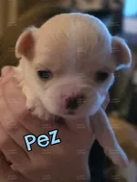 Pez, a male Chihuahua for sale in Wausau, WI – 3 of 10