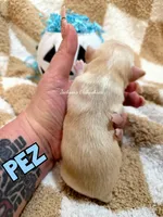 Pez, a male Chihuahua for sale in Wausau, WI – 9 of 10