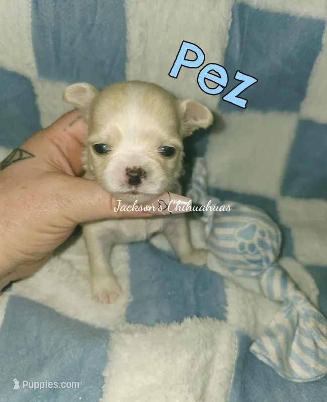 Pez – Chihuahua puppy for sale in Wausau, WI
