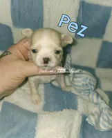 Pez, a male Chihuahua for sale in Wausau, WI – 1 of 10